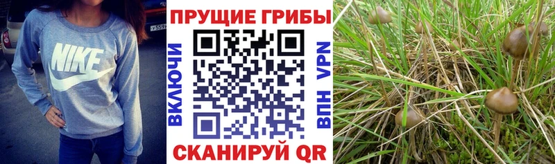 ОМГ ОМГ как зайти  даркнет состав  Ярцево  Псилоцибиновые грибы Psilocybine cubensis  как найти наркотики 
